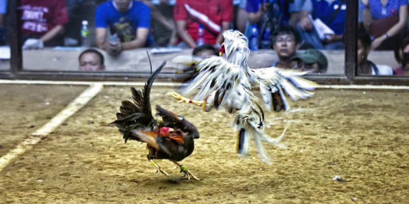Mẹo chơi đá gà luôn thắng bằng cách nghiên cứu phong độ của gà chiến Mẹo chơi đá gà bằng cách nghiên cứu phong độ gà