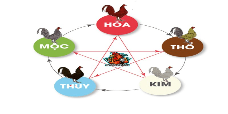 Bật Mí Kinh Nghiệm Xem Ngày Đá Gà Chiến Kê Ra Trận 6 xem ngày đá gà chiến kê ra trận