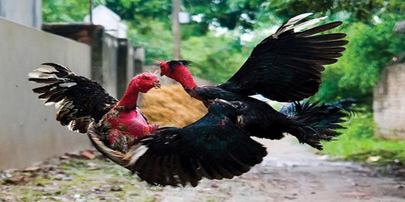 Bật Mí Bí Quyết Chơi Đá Gà Jun88 Hiệu Quả Nhất 5 www.smmys4.top