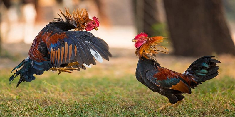 Những Cách Chăm sóc Gà Sau Khi Đá Về Phục Hồi Nhanh 6 cách chăm sóc gà sau khi đá về