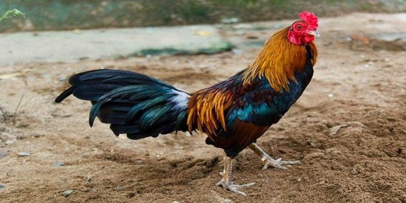 Khám Phá Một Vài Cách Chọn Gà Đá Cựa Sắt Hay Và Chuẩn Nhất 4 Cách Chọn Gà Đá Cựa Sắt Hay