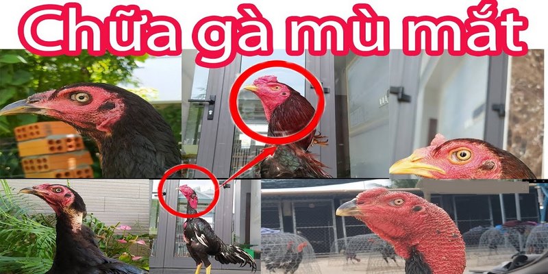 Cách Chữa Gà Bị Đá Mù Mắt Mà Không Phải Ai Cũng Biết 4 Cách chữa gà bị đá mù mắt