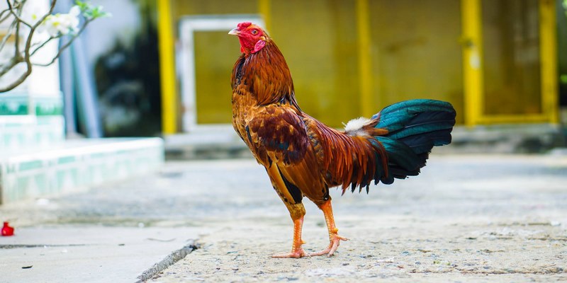 Những Trang Trại Gà Tre Ở Đồng Nai Uy Tín Nhất Hiện Nay 5 Trại gà Tre ở Đồng Nai