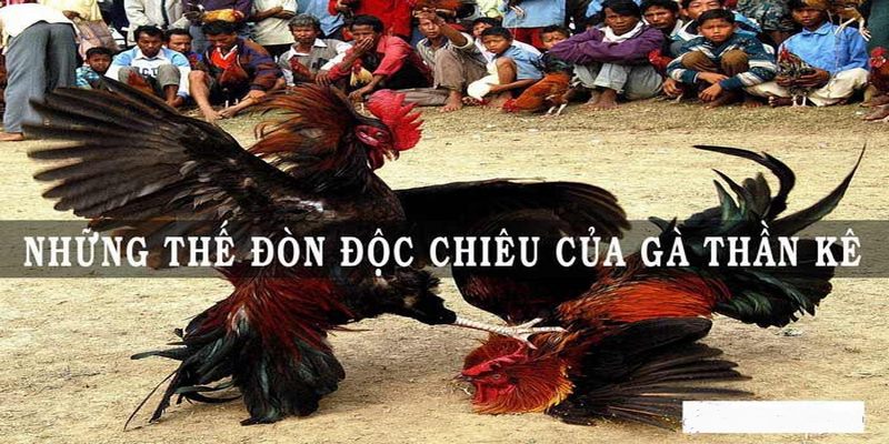 Xem Đá Gà Đòn
